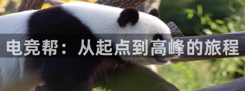米兰电竞app：电竞帮：从起点到高峰的旅程